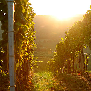 Weinstraße Bad Dürkheim Weinberg Spielberg mit Sonnenuntergang