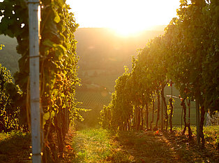 Weinstraße Bad Dürkheim Weinberg Spielberg mit Sonnenuntergang