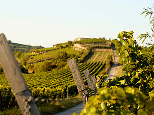 Weinstraße Bad Dürkheim mit Blick auf den Spielberg in der Pfalz